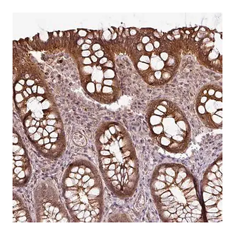 Merck Anti-DCAF13 antibody produced in rabbit