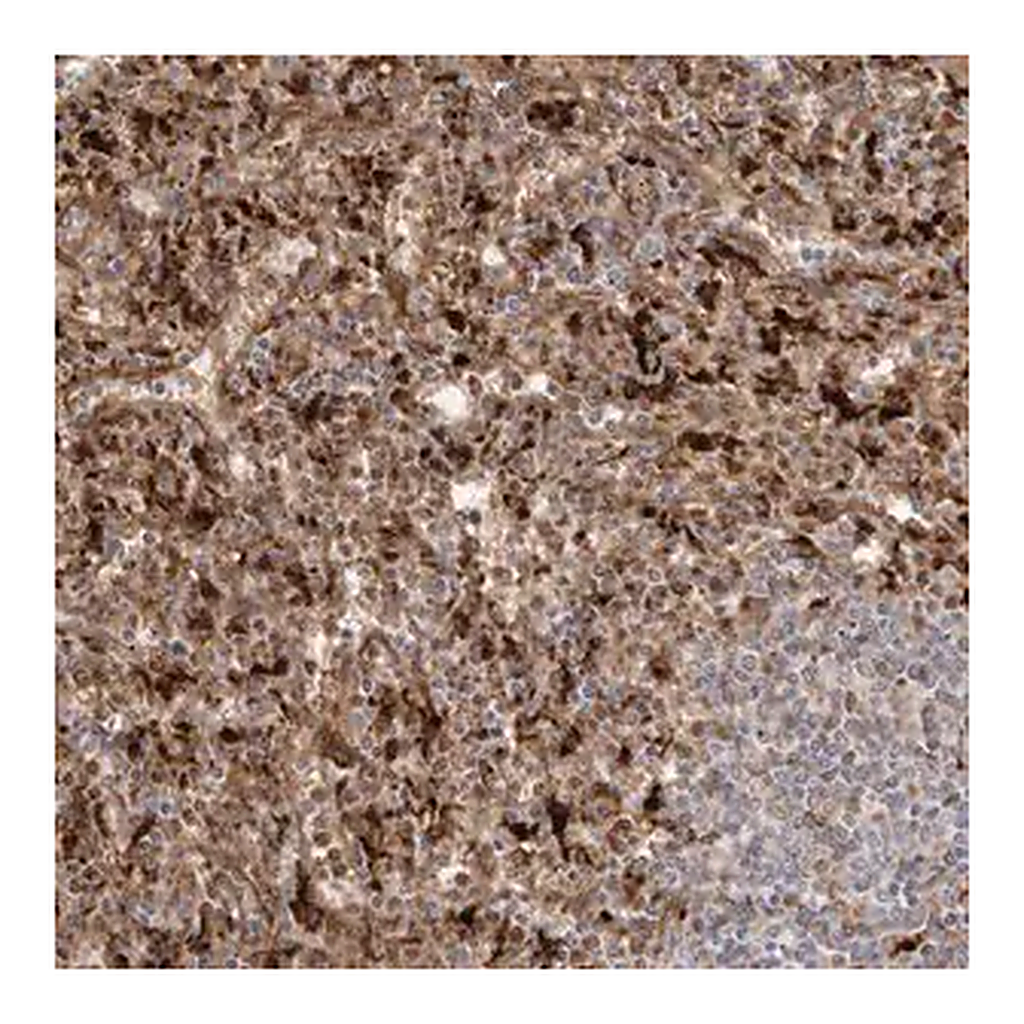 Merck Anti-GRN antibody produced in rabbit