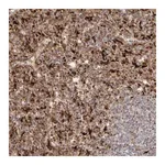 Merck Anti-GRN antibody produced in rabbit