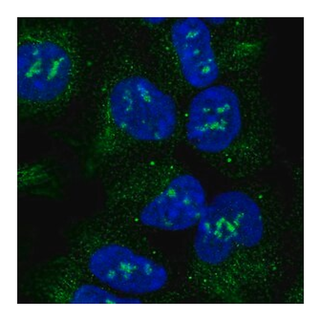 Merck Anti-ACVR1 antibody produced in rabbit