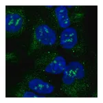 Merck Anti-ACVR1 antibody produced in rabbit