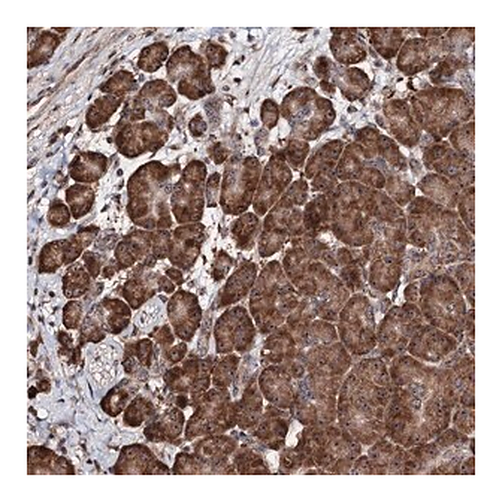 Merck Anti-FAM111A antibody produced in rabbit