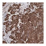 Merck Anti-FAM111A antibody produced in rabbit