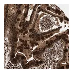 Merck Anti-RBM5 antibody produced in rabbit