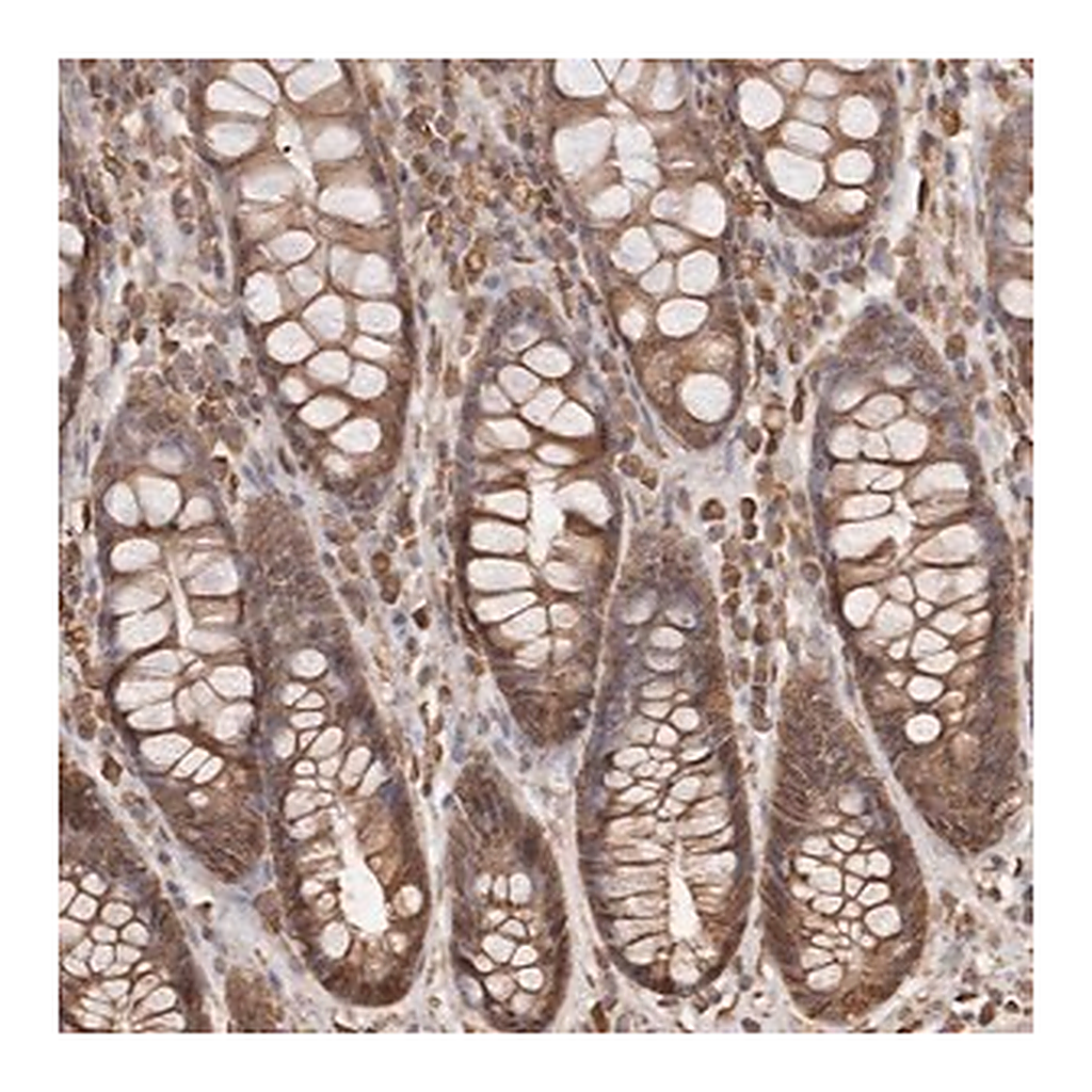 Merck Anti-ARHGEF10L antibody produced in rabbit