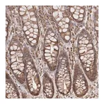 Merck Anti-ARHGEF10L antibody produced in rabbit