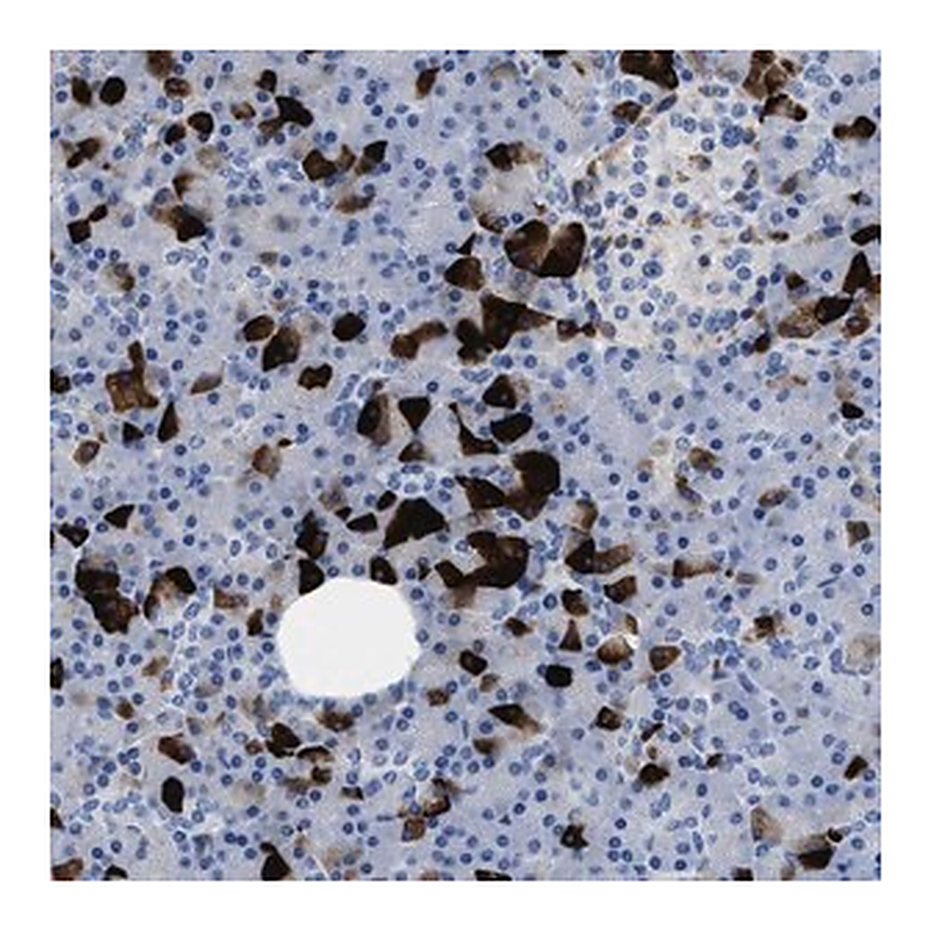 Merck Anti-SLFN13 antibody produced in rabbit