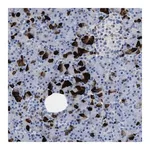 Merck Anti-SLFN13 antibody produced in rabbit