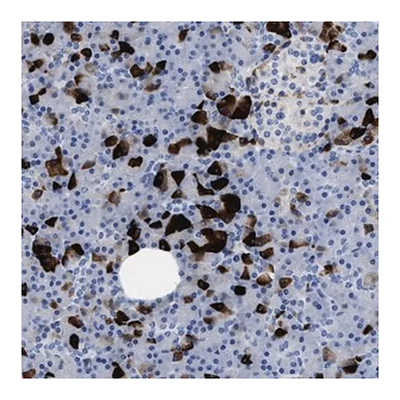 Merck Anti-SLFN13 antibody produced in rabbit