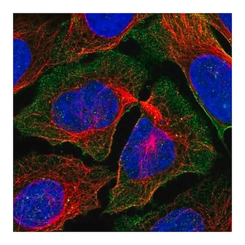 Merck Anti-PCDH7 antibody produced in rabbit
