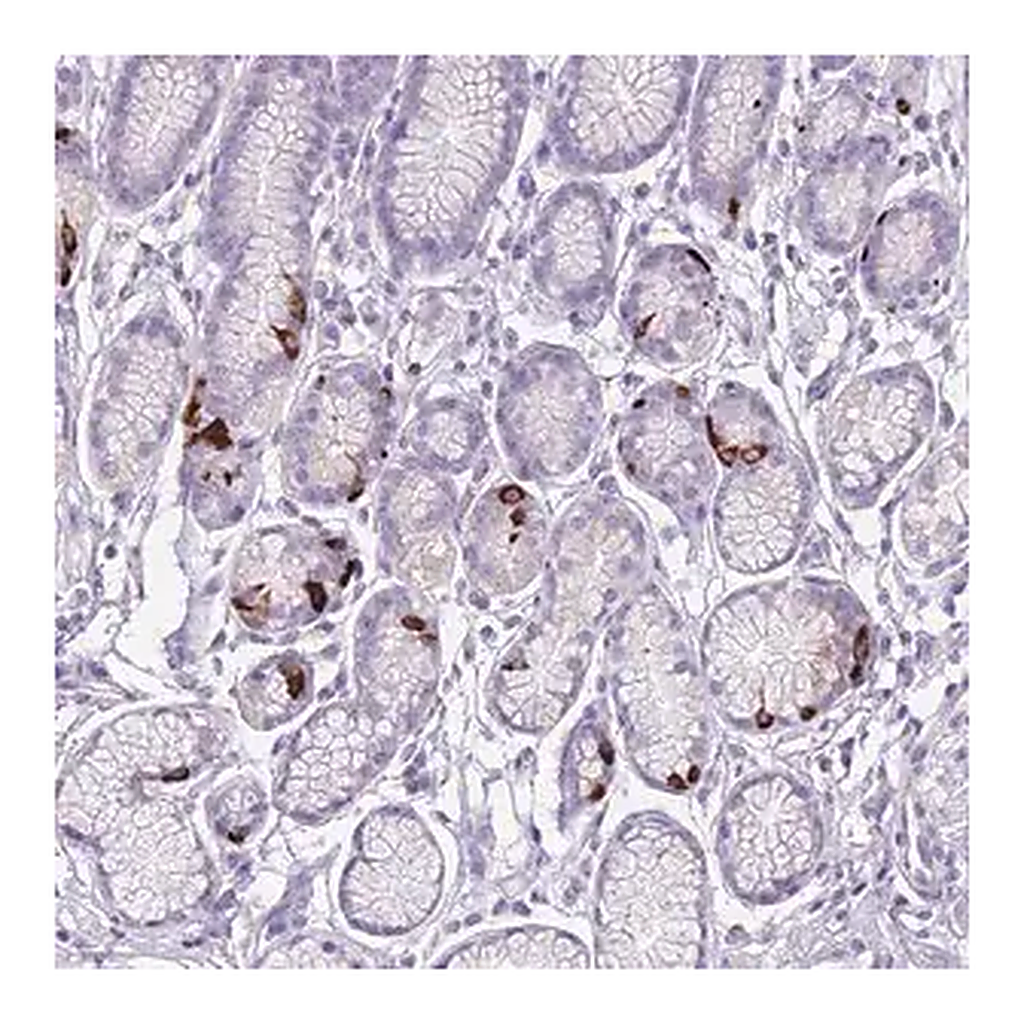 Merck Anti-CCNO antibody produced in rabbit