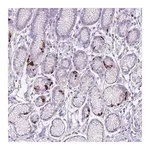 Merck Anti-CCNO antibody produced in rabbit
