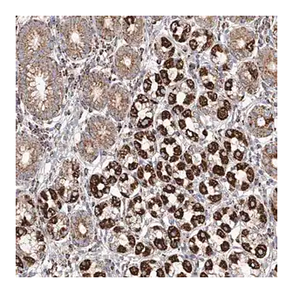 Merck Anti-MCL1 antibody produced in rabbit