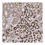 Merck Anti-MCL1 antibody produced in rabbit