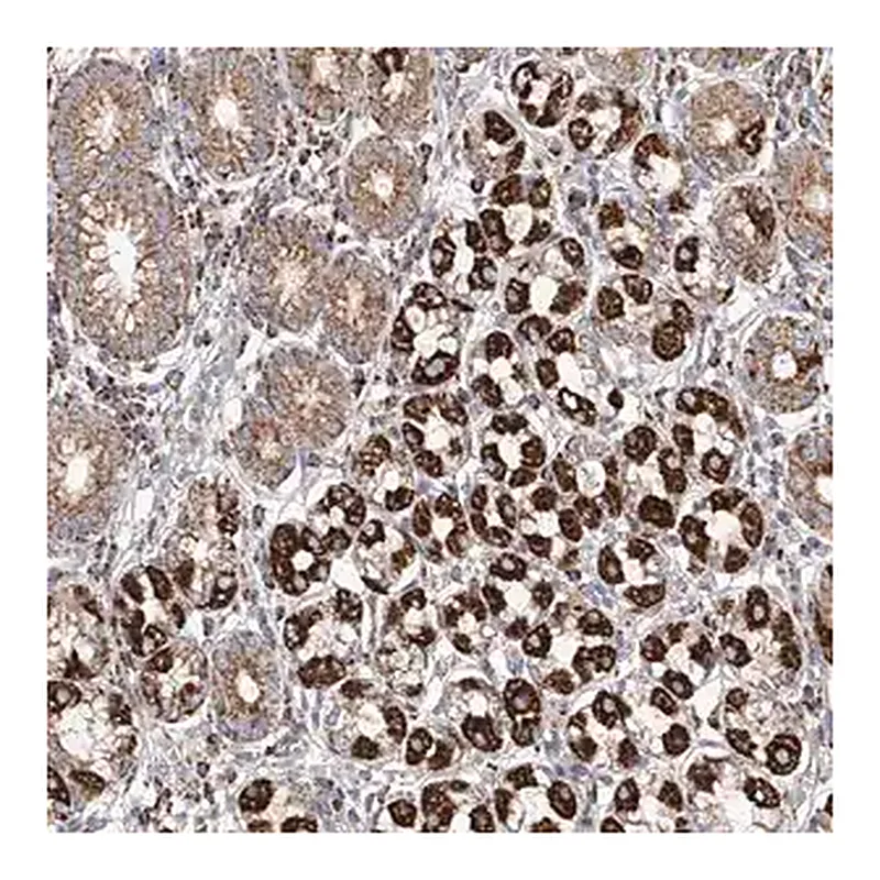 Merck Anti-MCL1 antibody produced in rabbit