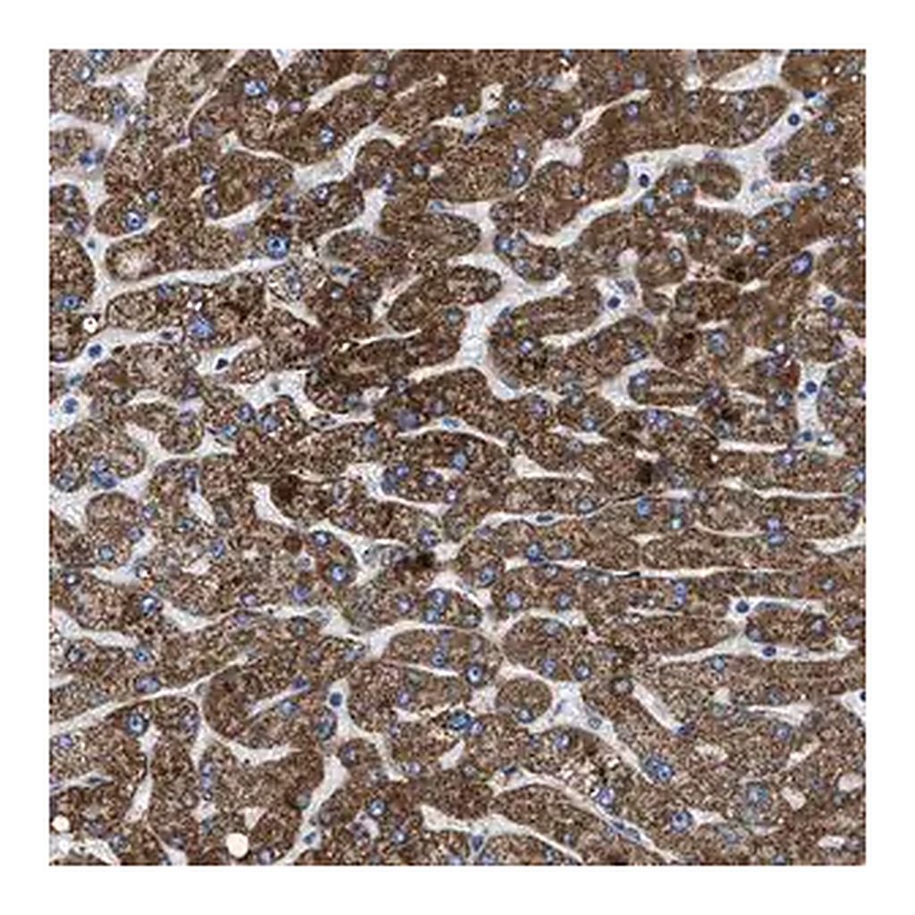 Merck Anti-ILDR1 antibody produced in rabbit