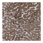 Merck Anti-ILDR1 antibody produced in rabbit