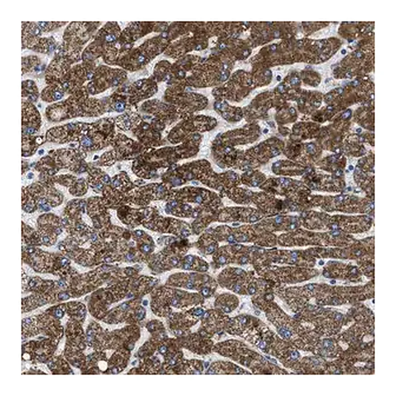 Merck Anti-ILDR1 antibody produced in rabbit