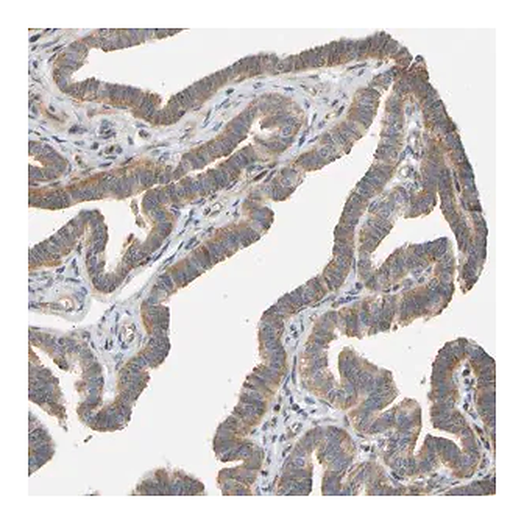 Merck Anti-RPS14 antibody produced in rabbit