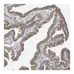 Merck Anti-RPS14 antibody produced in rabbit