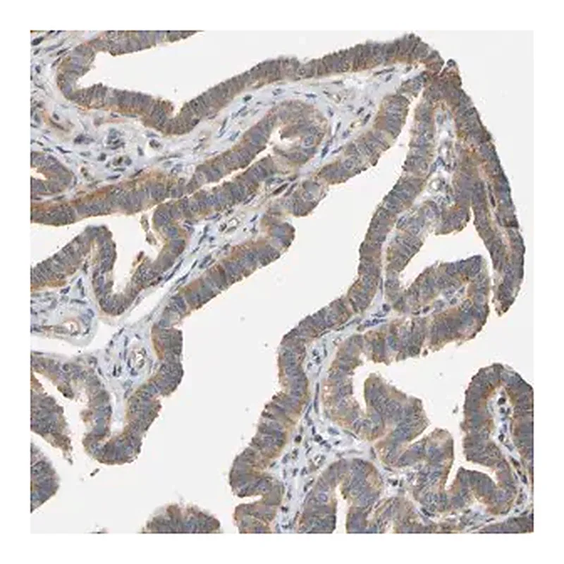Merck Anti-RPS14 antibody produced in rabbit
