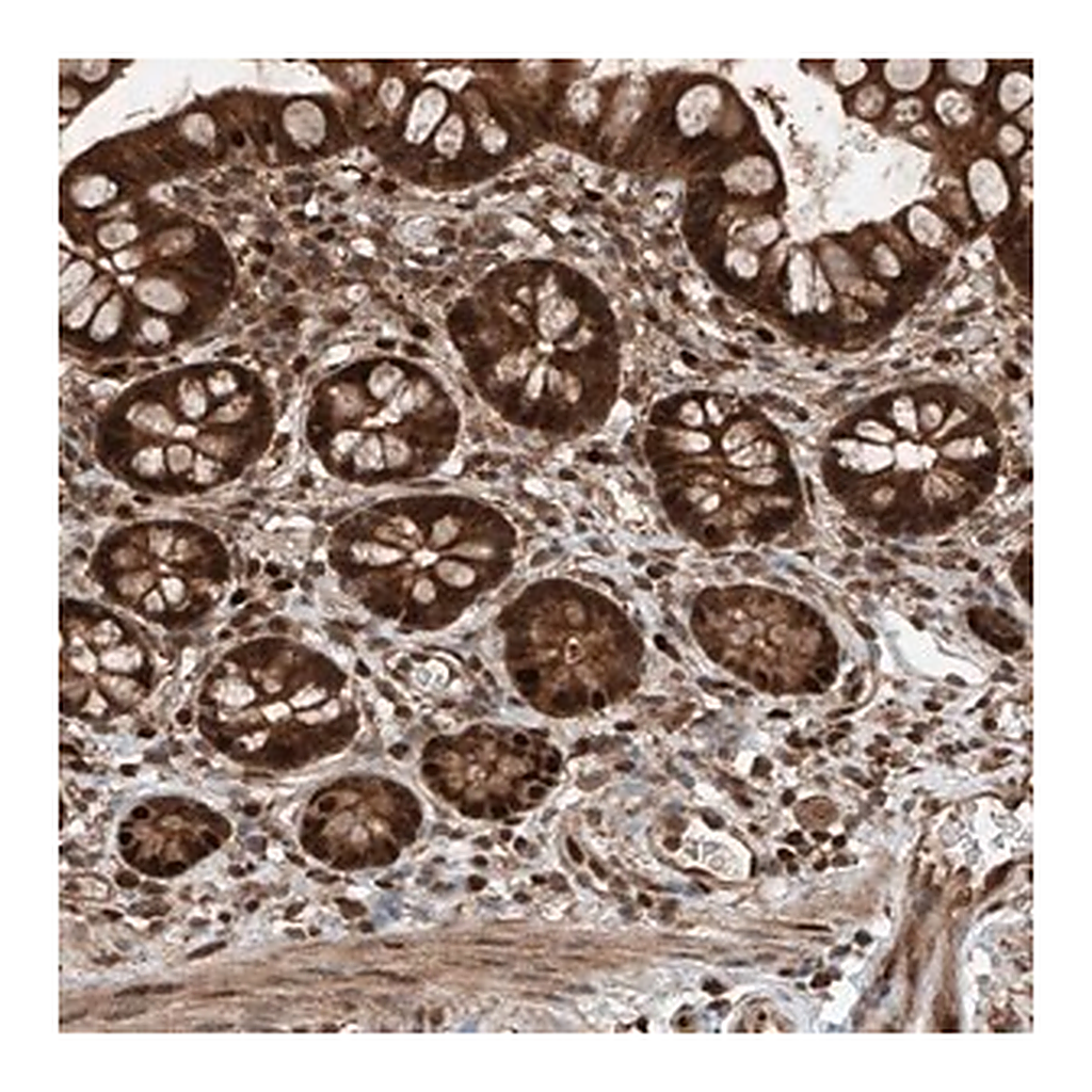 Merck Anti-RMND1 antibody produced in rabbit