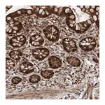 Merck Anti-RMND1 antibody produced in rabbit