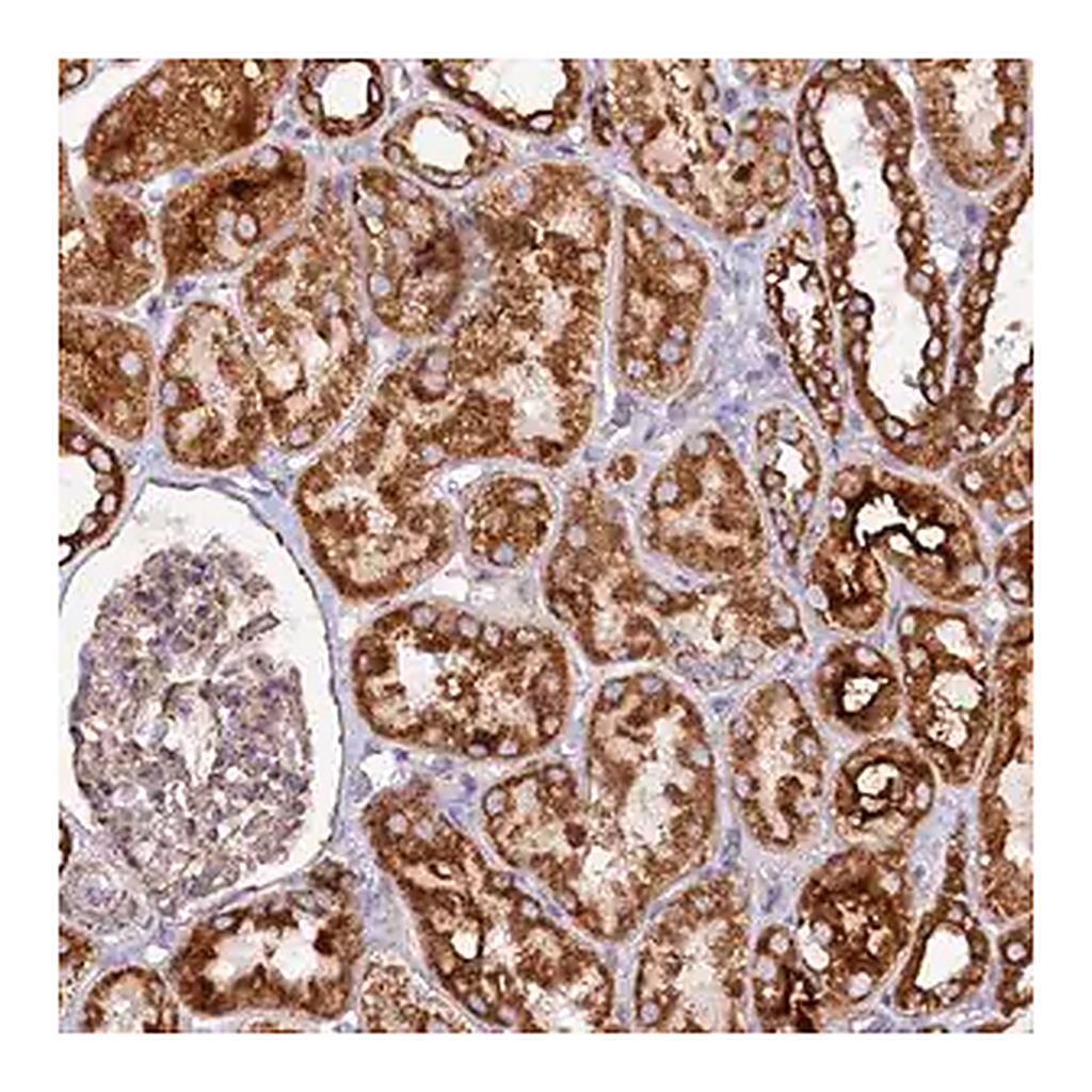Merck Anti-APLP2 antibody produced in rabbit
