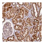Merck Anti-APLP2 antibody produced in rabbit