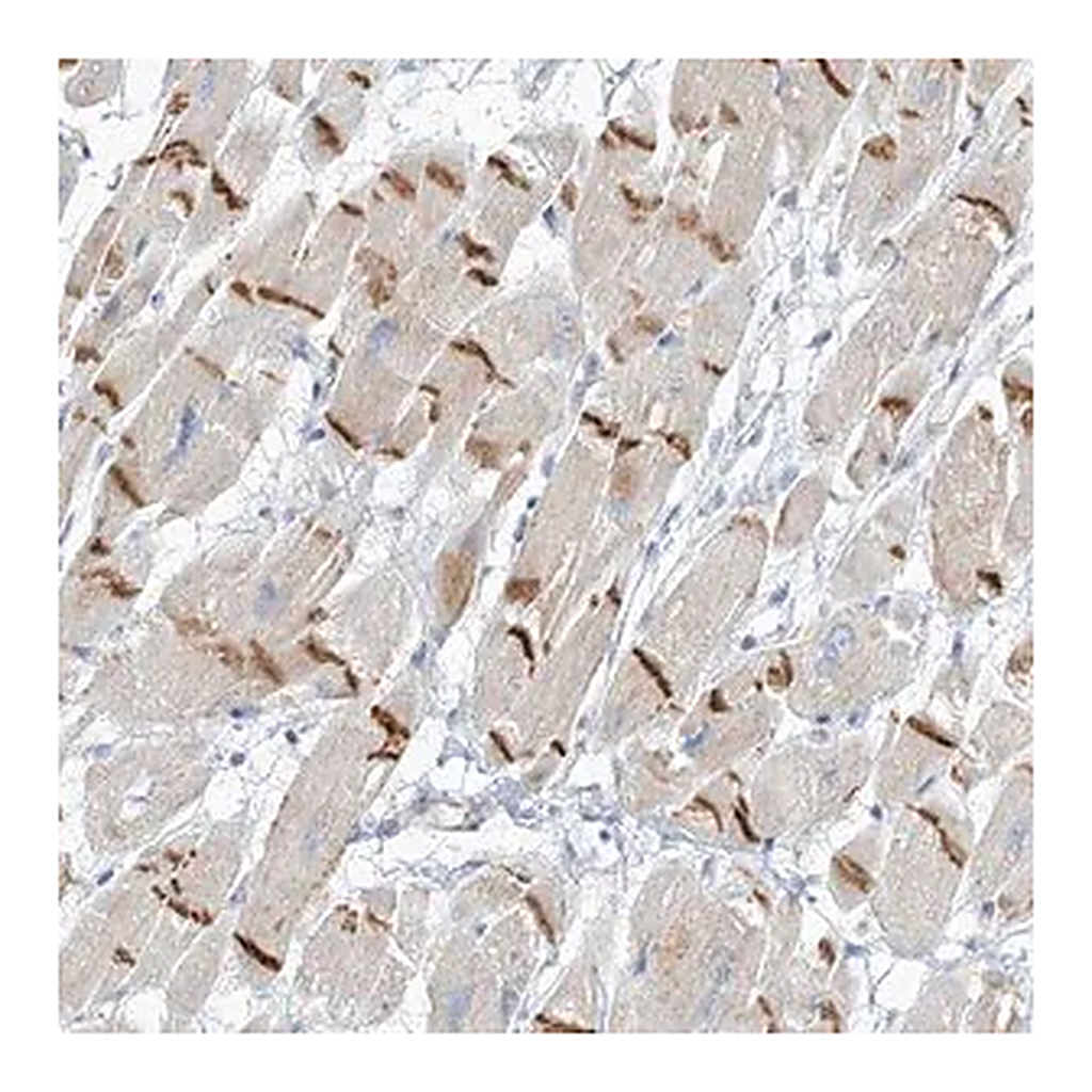 Merck Anti-XIRP2 antibody produced in rabbit