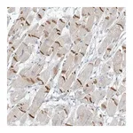 Merck Anti-XIRP2 antibody produced in rabbit