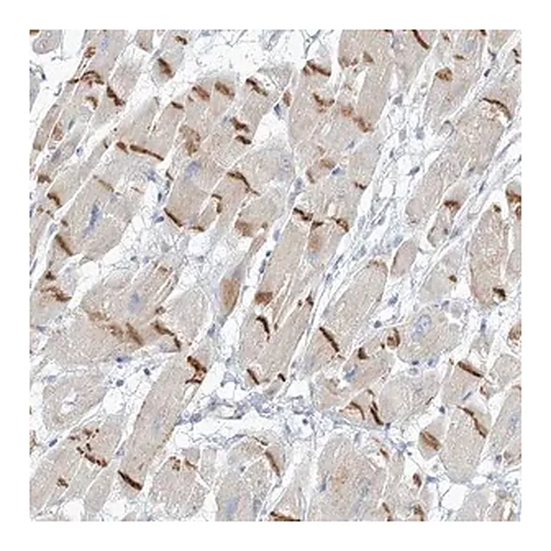 Merck Anti-XIRP2 antibody produced in rabbit