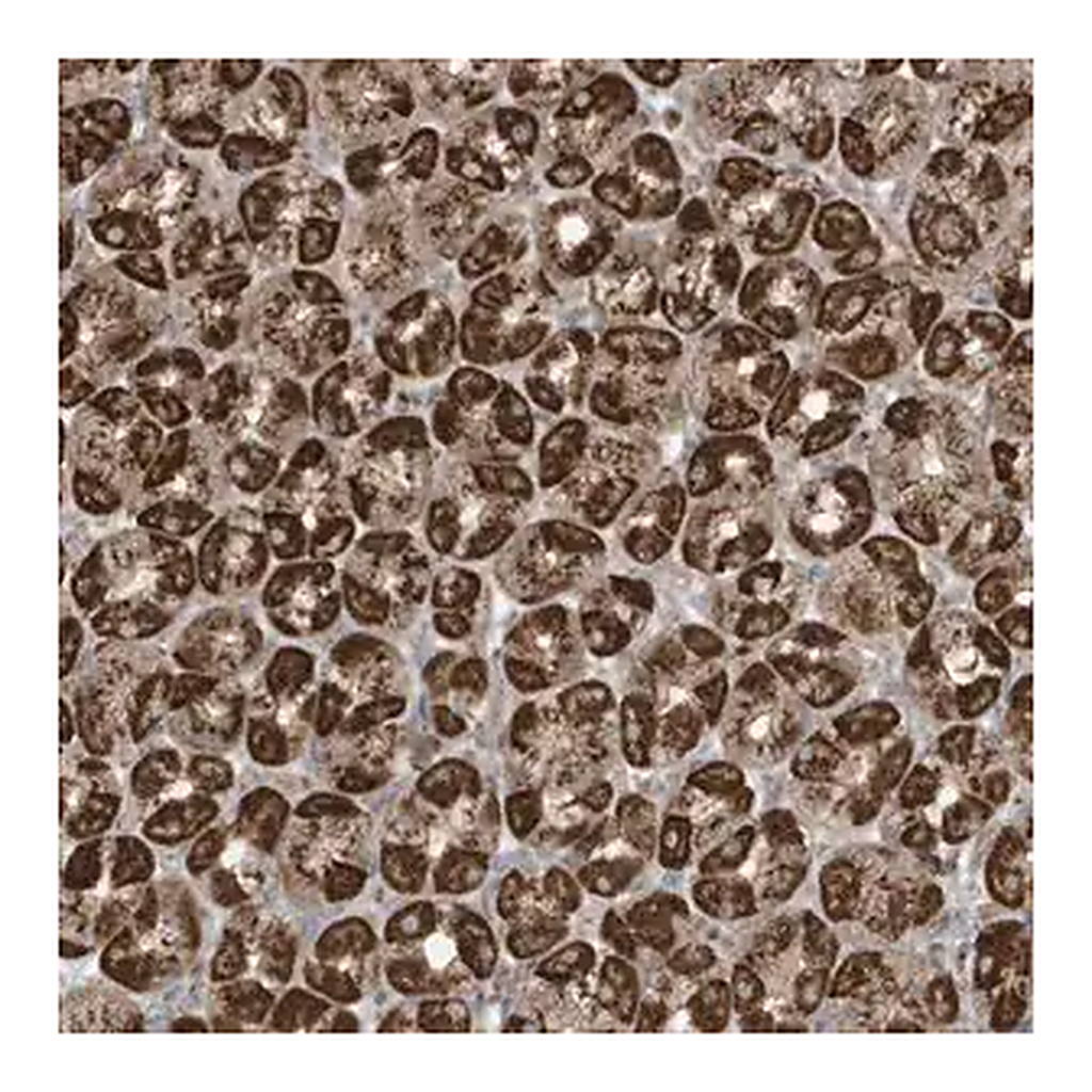 Merck Anti-GOLGA4 antibody produced in rabbit
