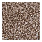 Merck Anti-GOLGA4 antibody produced in rabbit