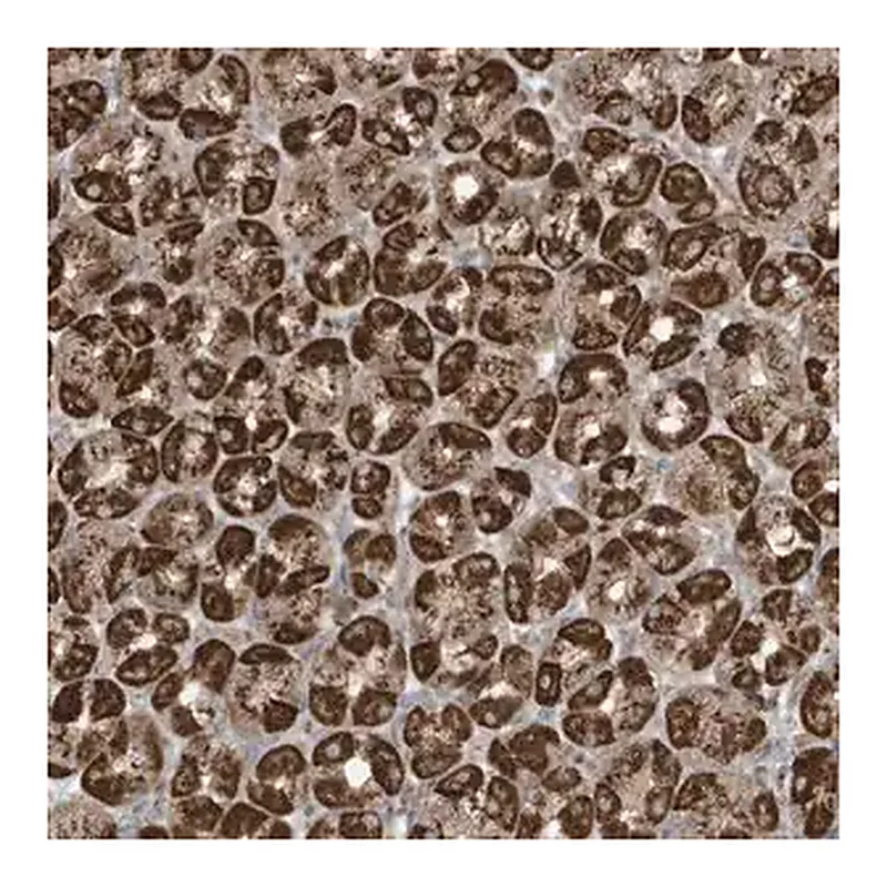 Merck Anti-GOLGA4 antibody produced in rabbit