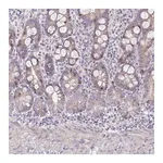 Merck Anti-CENPH antibody produced in rabbit
