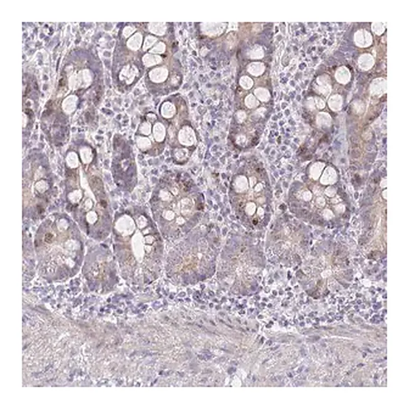 Merck Anti-CENPH antibody produced in rabbit