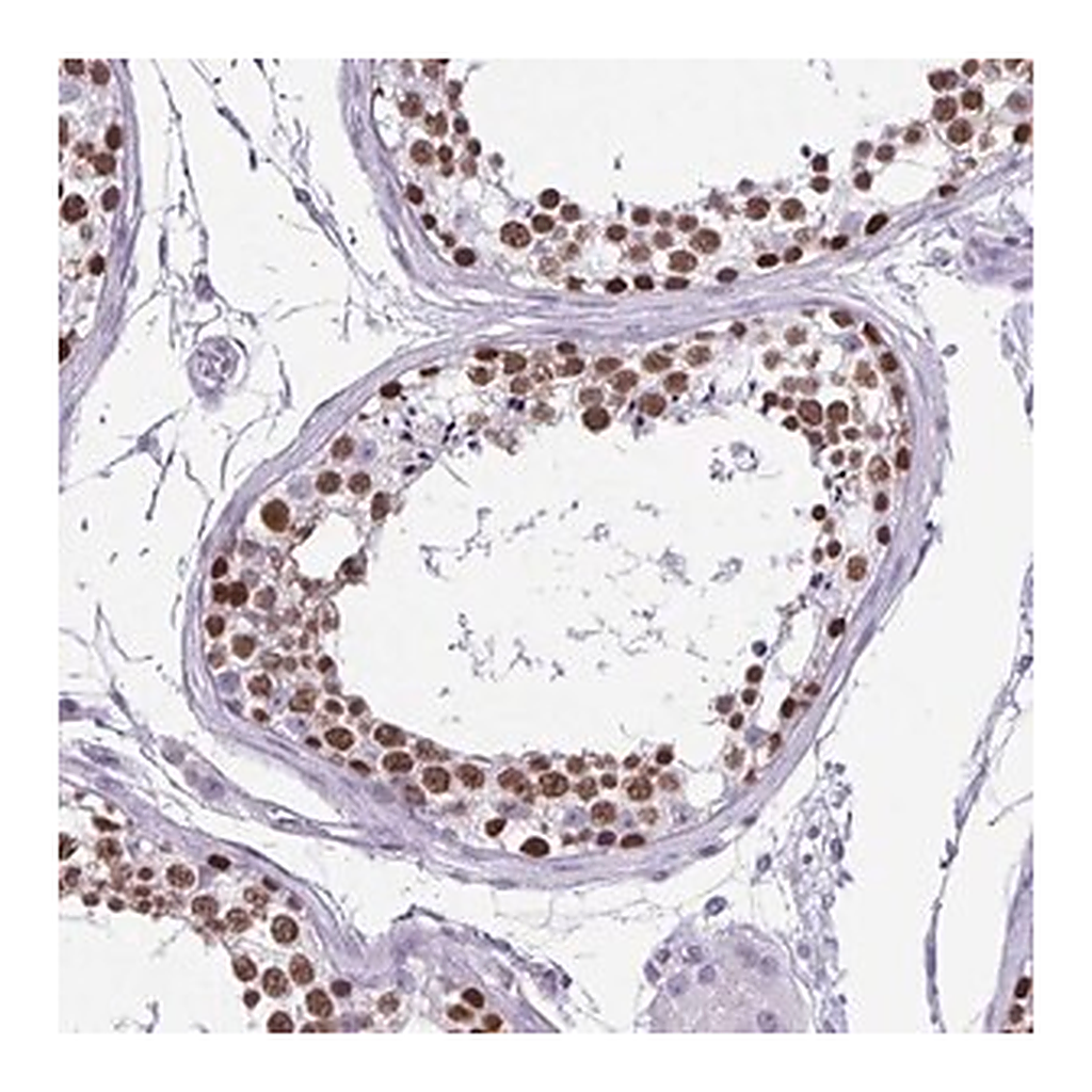 Merck Anti-VCX antibody produced in rabbit