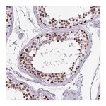 Merck Anti-VCX antibody produced in rabbit