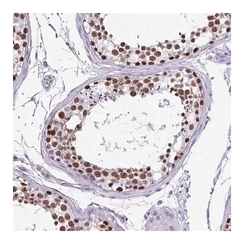 Merck Anti-VCX antibody produced in rabbit