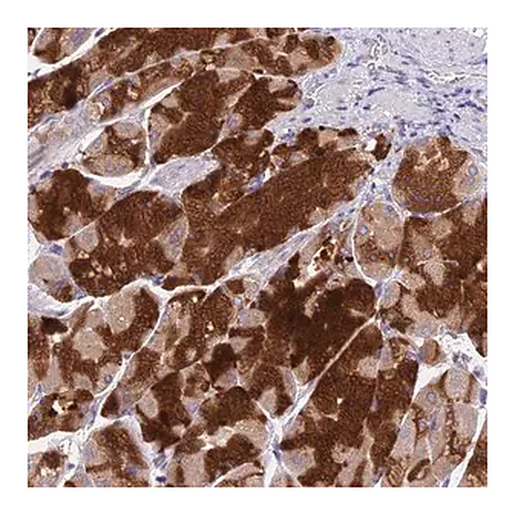 Merck Anti-VKORC1 antibody produced in rabbit