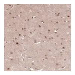 Merck Anti-TCF20 antibody produced in rabbit