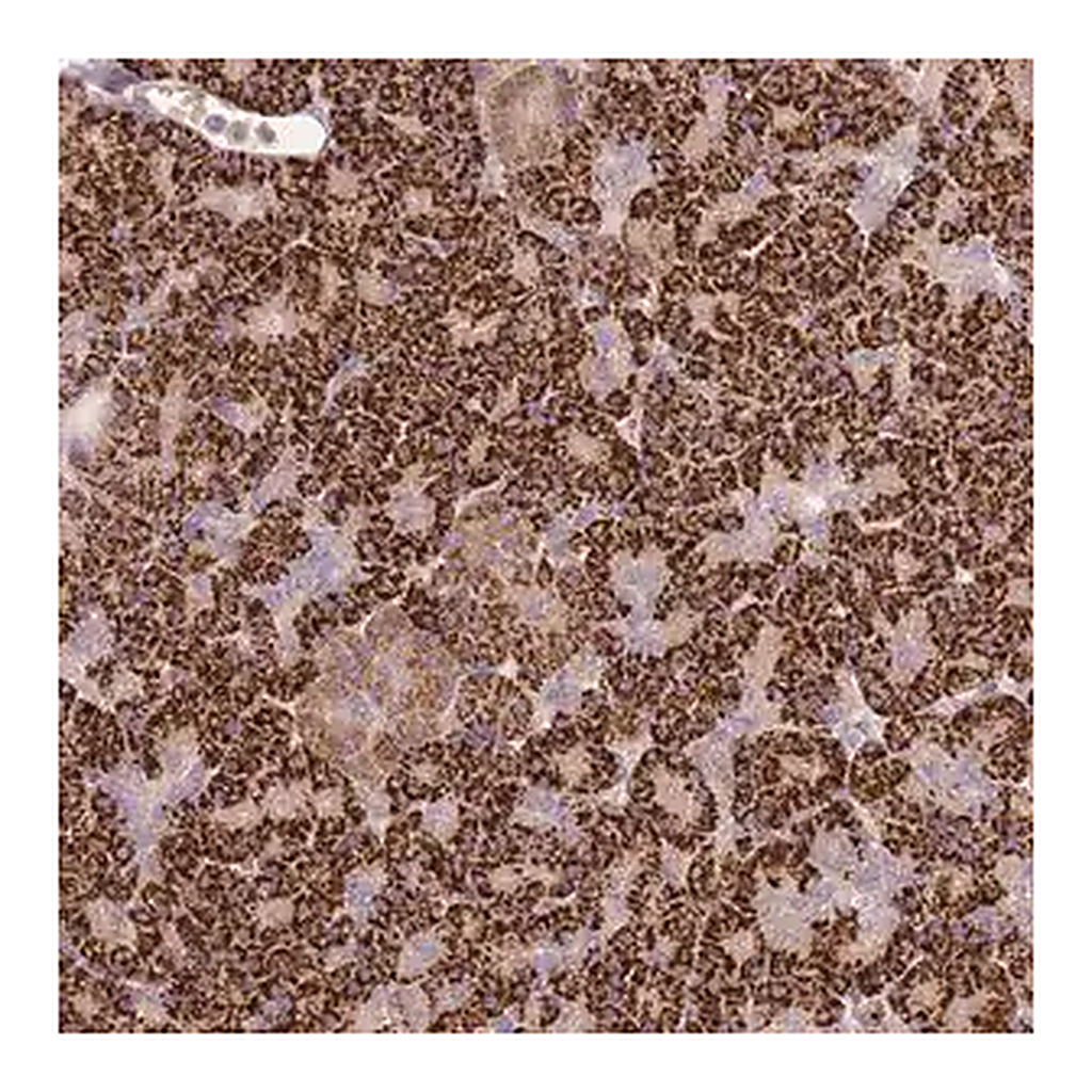 Merck Anti-PVRIG antibody produced in rabbit