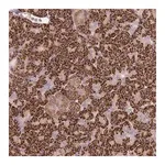 Merck Anti-PVRIG antibody produced in rabbit