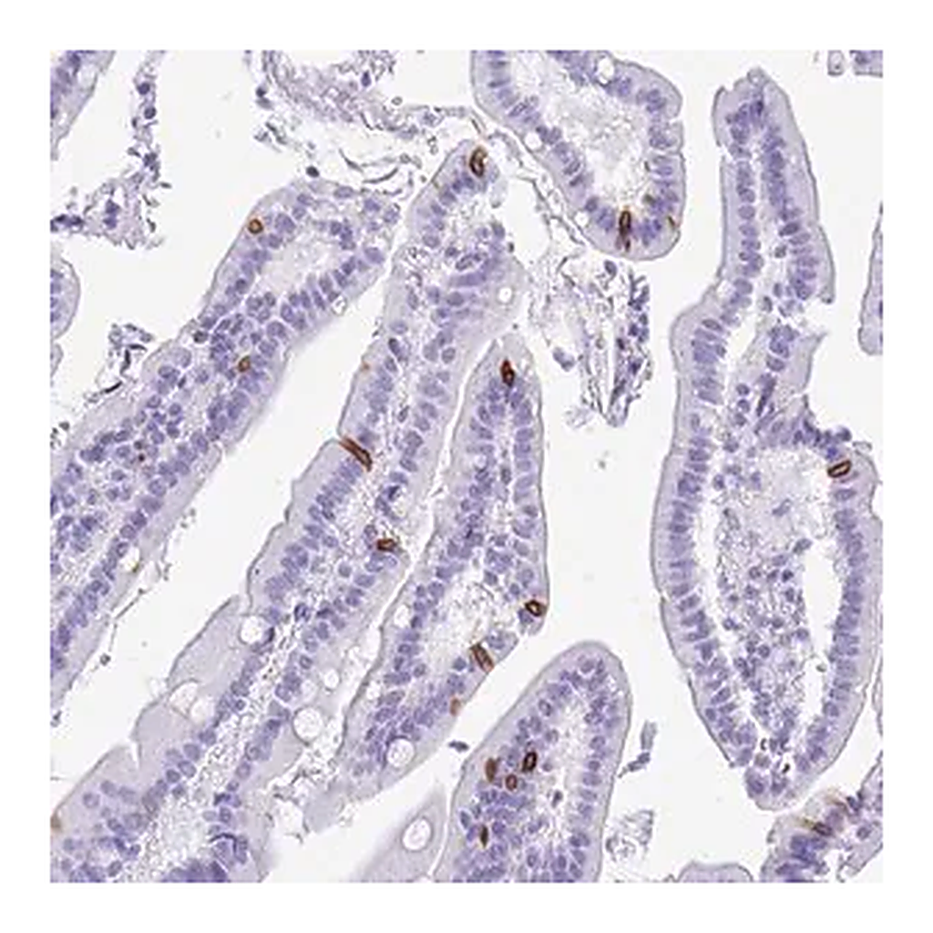 Merck Anti-BEST4 antibody produced in rabbit