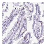 Merck Anti-BEST4 antibody produced in rabbit