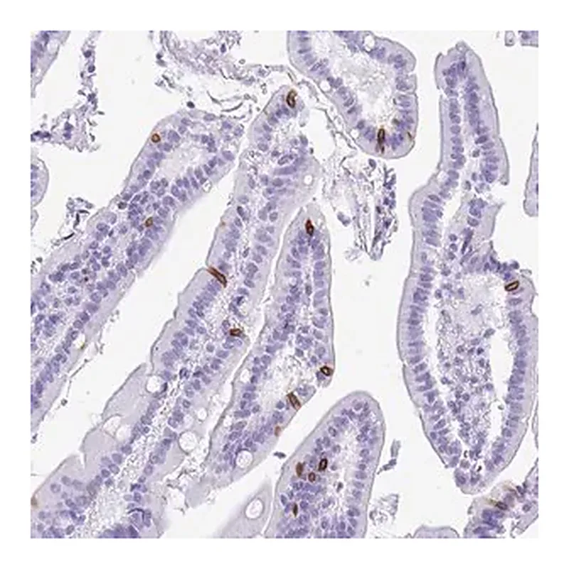 Merck Anti-BEST4 antibody produced in rabbit