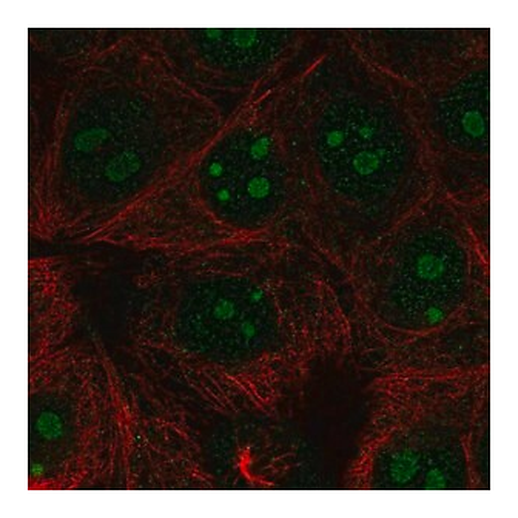 Merck Anti-RPL22L1 antibody produced in rabbit