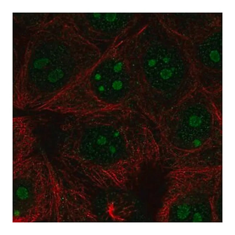 Merck Anti-RPL22L1 antibody produced in rabbit