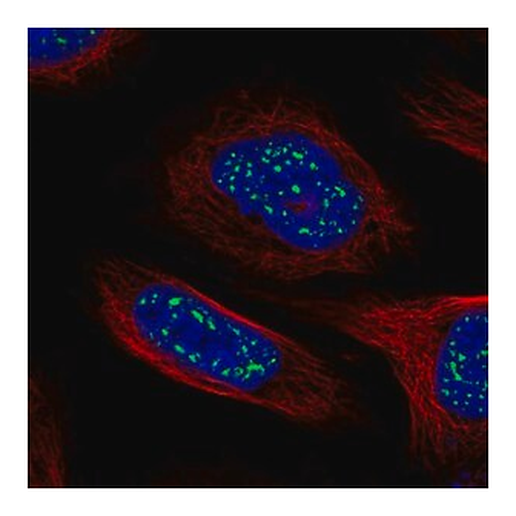 Merck Anti-HSF4 antibody produced in rabbit